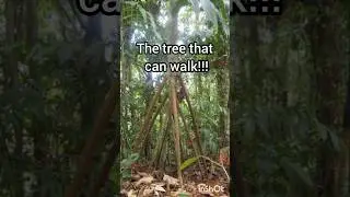 The Walking Palm Tree #shorts #tree #nature #palm #amazing