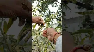 The pigeon pea pods have started to bear grains #nature #farming #pigeonpeas #shorts