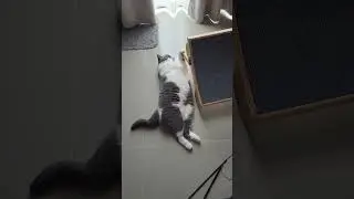 SNOW British Shorthair Almost Wake Up