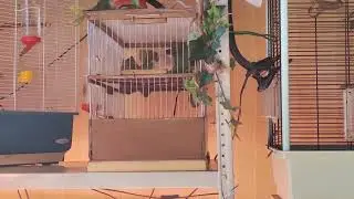 Горихвостка садовая 2 (Phoenicurus phoenicurus)