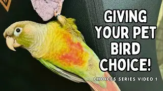 Giving Your Pet Bird Choice & Why It's So Important : Choices Series Part 1 | TheParrotTeacher