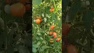 Этот гибрид томата не перестаёт меня удивлять!