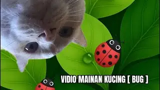 VIDIO MAINAN KUCING - KUMBANG [BUG] #mainankucing #cats #kitten #anakkucing  #meong 