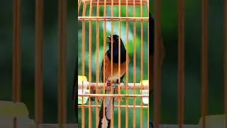 murai batu escobar di tawar 2m di tolak #birds #muraibatu #muraibatuindonesia #trendingshorts #fyp