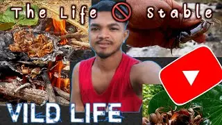 catch crabs। cooking crabs।crab cooking। wildlife।my first vlog।Food Find In the River।