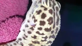 Removing stuck Shed and eyecaps from Sultana the Leopard Gecko #leopardgecko #Exotec #beverycareful