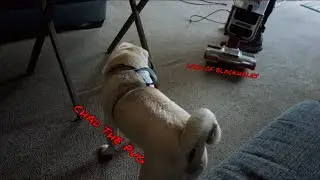 Chad The Pug Hears Boss Music
