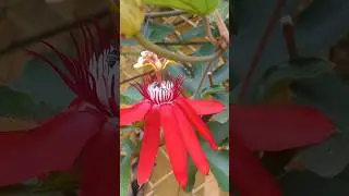🐝 Black Bee Pollinates Red Passion Flower 🌺 | Nature&rsquo;s Hidden Beauty in Action! #pollinators #flower