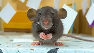 Крыска умывается 😍 Маленькая крыса дамбо 💗Милейшие животные