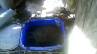 Galapago zampando pan..