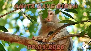 Heartbreaking Moment: Anita&rsquo;s Newborn Monkey Struggles to Survive | The World Animals