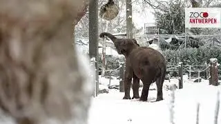 Kleine en grote pootjes in de sneeuw in ZOO Antwerpen