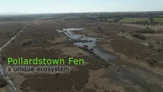 Pollardstown Fen, a unique ecosystem in Kildare, Ireland
