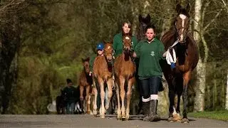 Irish National Stud