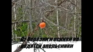 От березки и осинки не родятся апельсинки. Что такое сессия Перезачатие?.