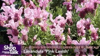 California Spring Trials 2019: Green Fuse Botanicals and Gro-Link Plant Company