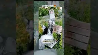 world biggest Joint Cat's#shorts #funny #youtubeshorts #youtube #cat #animals #cute #funnyshorts