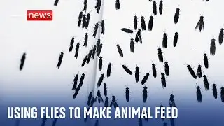Using insects to make protein for animal feed