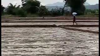 Rice Farming - Wet Direct Seeding Land Preparations