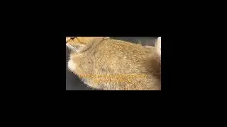 Steam Cat Brush 3 in 1 Electric Pet Grooming Tool Portable | Fatafat Deals