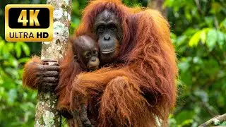 4K Ultra HD Monkey Adventures &ndash; Wild & Beautiful