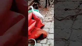 #bhojpuri #song #dance #newsong #dj #dj #goat #rabbitmusic #musicgenre #cow #wildrabbits