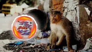 🦘808 Glory Inmortal - by DubZeb Hip Hop/Rap (No copyright)🦘