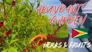 Guyanese Garden Full of Herbs, Fruits, and Naturally Fermented Wine (Journey To Guyana In 2022)