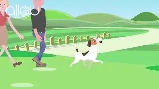 Video Promocional Allqu Snack Saludables para Perros | Video Marketing