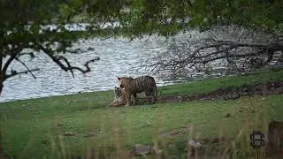 Tiger Couple chuffing and showing mutual affection | T120 and T124 | Ranthambore | Ganesh | Riddhi