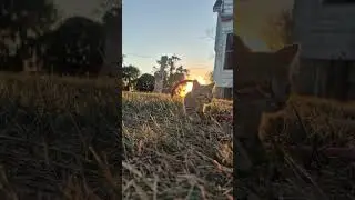 Cute kitten video! 😍 #kittens #goldenhour #professionalvideo