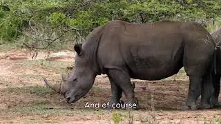 5 Forgotten African Creatures That No Longer Exist