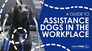 Assistance Dogs in the Workplace | Support Dogs