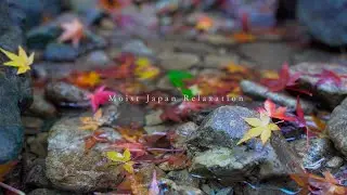【水の音ちょろちょろ】水量少なめ、やさしいせせらぎ自然音と秋の風景、癒しの3時間 ★171