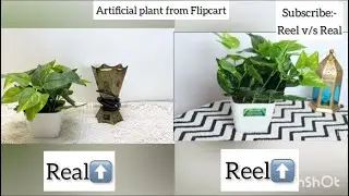 Reel v/s Real artificial plant from Amazon.