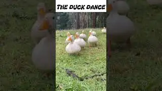 THE DUCK DANCE #funnyvideo #funny #funnyanimals #memes