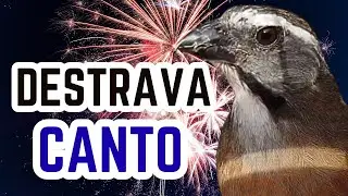 🎯TESTE AGORA! 🔥 ESQUENTA TRINCA FERRO 🔥 trinca ferro cantando