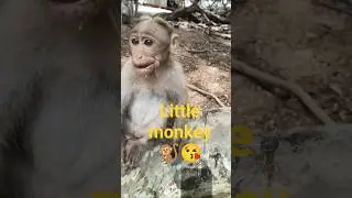 Little Baby Monkey Sitting on Deer🐒 | Funny Monkey Short #shorts