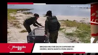 Brigada Militar salva capivara em Os&oacute;rio, nesta quinta-feira (08/01) | Reda&ccedil;&atilde;o RS