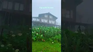 Fog With Nature #nature #fog #animals #shorts