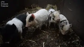 Kew Little Pigs