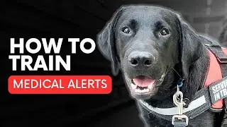 How to Train Medical Alert Service Dog Tasks (Step-by-Step Training Plan)