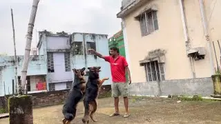 Daily life with My German Shepherd Dogs. Most intelligent Dog in the World. Quality time with GSD