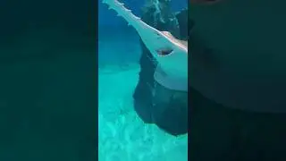 PESCE SEGA