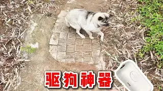 网购买了一个“超声波驱狗器”，到底是黑科技还是智商税