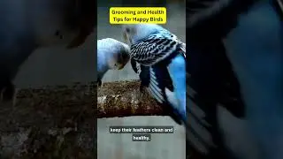 Feathered Wellness Grooming and Health Tips for Happy Birds!