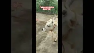 Pungunuru cow#animals #cow #cowsales#reels#shortsvideo #shorts #farming#cattlesfarms#bull#viralvideo