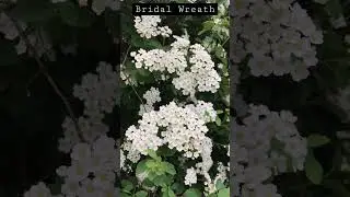 Bridal wreath #spirea