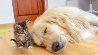 Giant Golden Retriever Can't Sleep Because of Annoying Tiny Kitten