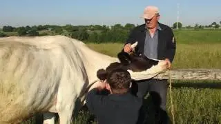Family Life in Rural Ukraine: Veterinary Inspection. Виводка